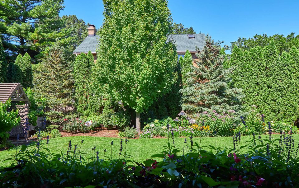 trees covering neighbor's view in backyard