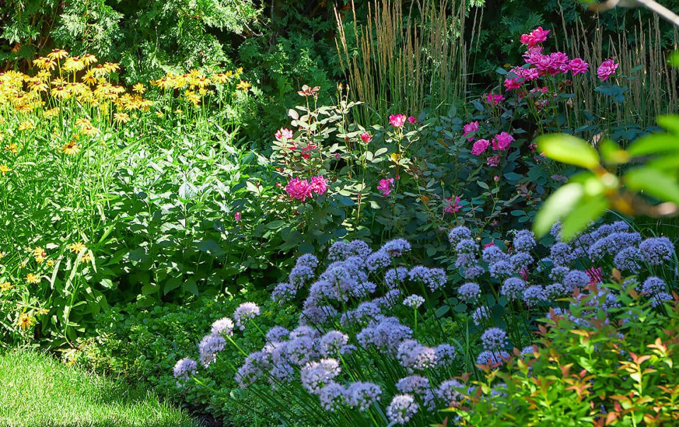 Lush backyard oasis