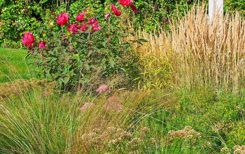 Country home landscaping flowers growing wild